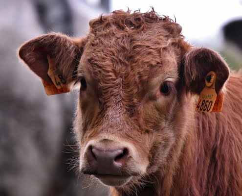 (9) Verdi himself has moved Ballo in Maschera from Sweden to Boston: why should a director not move this opera to the Russian mafia milieu? Verdi